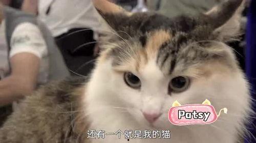 猫 花絮,揭秘萌宠日常的温馨瞬间