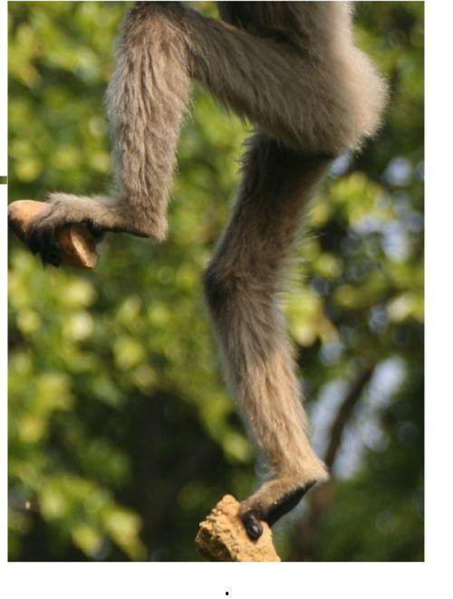 猴脚的图片,揭秘灵长类动物的独特足部构造